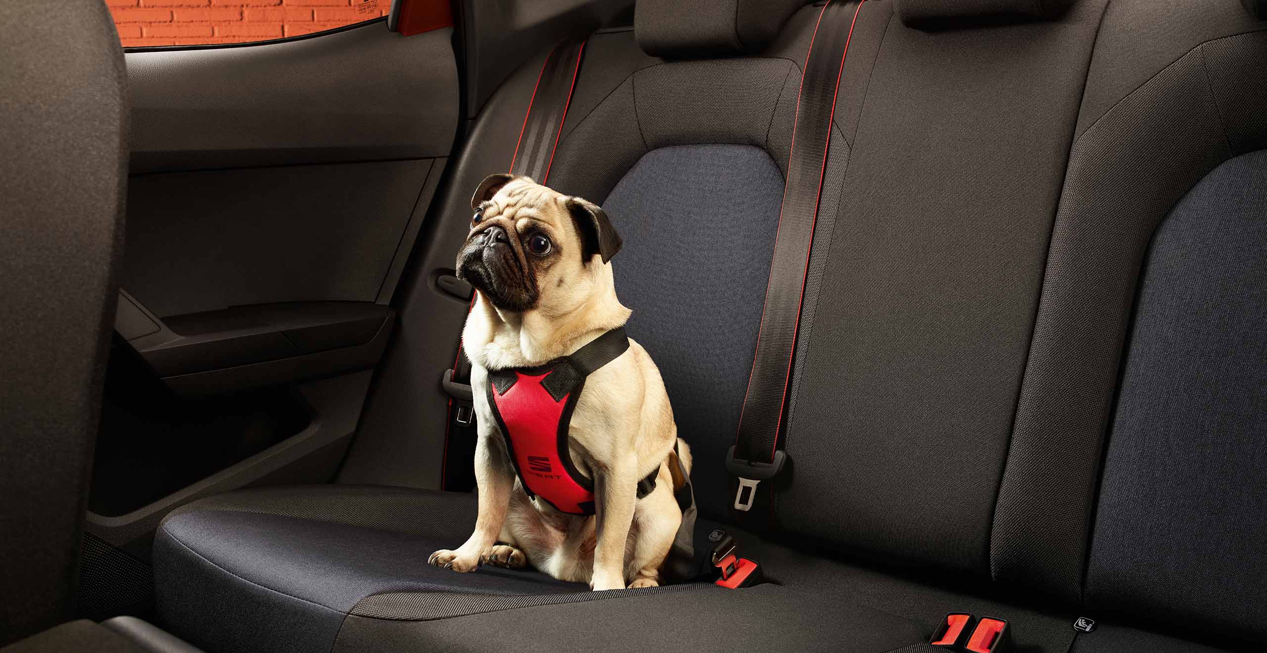 Chien assis sur la banquette arrière de la nouvelle SEAT Ibiza équipée d’un harnais canin 