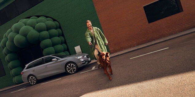 vista laterale su uno sfondo verde, di un leon sportstourer grigio graphene e di un uomo che cammina con un cane