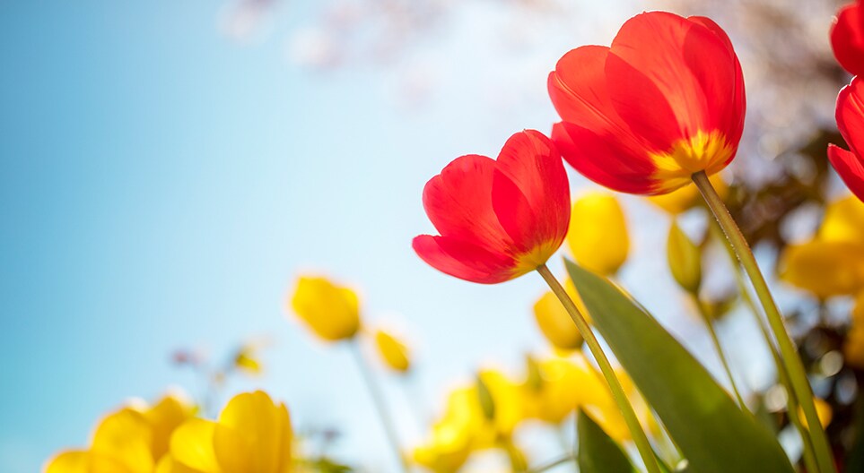 Frühling 2023