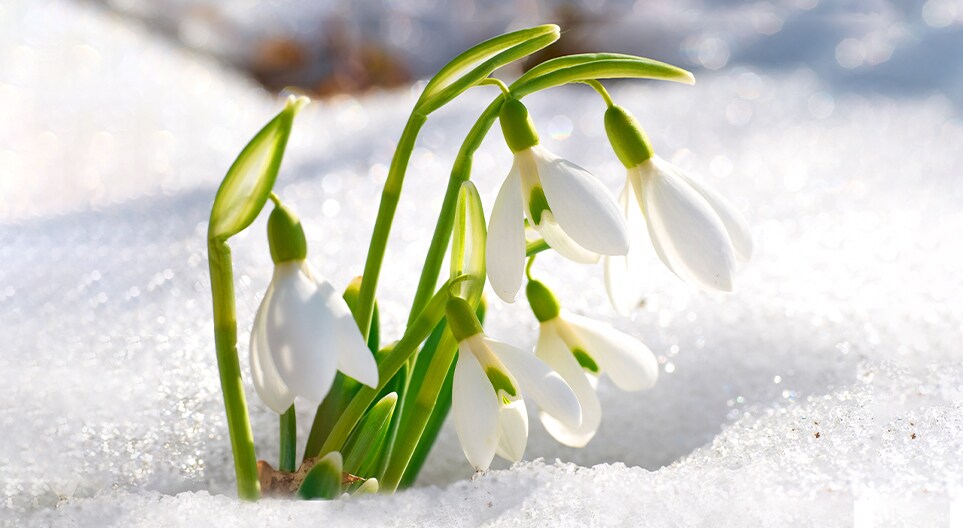 Frühling 2023